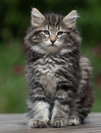 Boniface - 9 weeks old