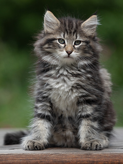 Boniface - 9 weeks old