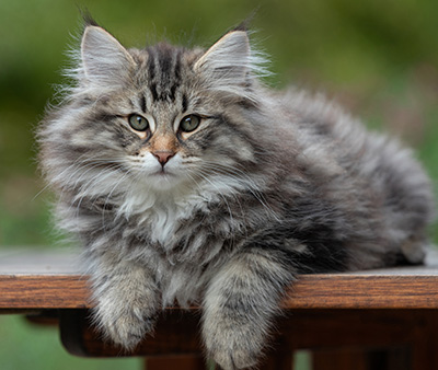 Anselm - 13 weeks old