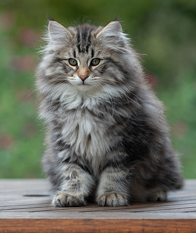 Anselm - 13 weeks old