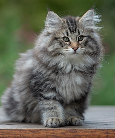 Anselm - 13 weeks old