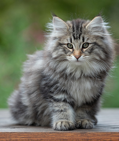 Anselm - 13 weeks old