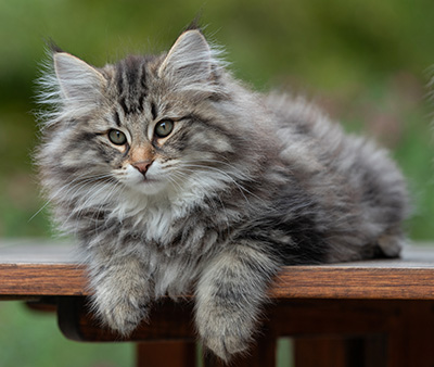 Anselm - 13 weeks old