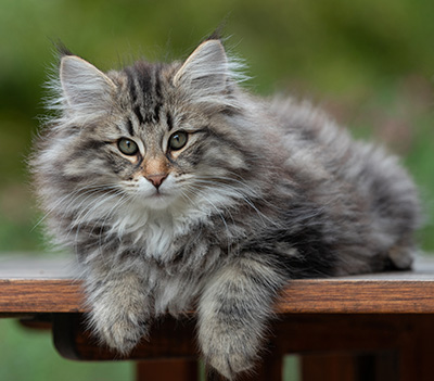 Anselm - 13 weeks old