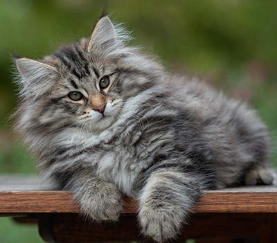 Anselm - 13 weeks old