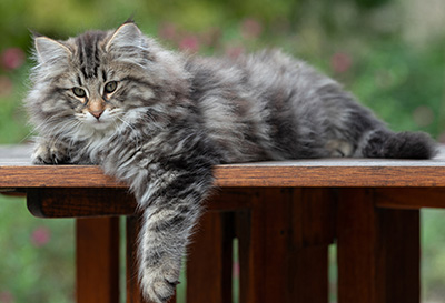 Anselm - 13 weeks old