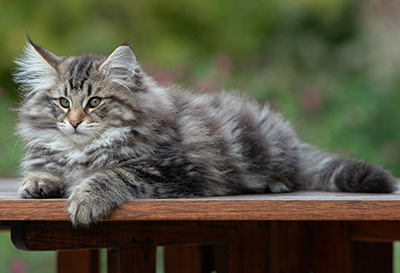 Anselm - 13 weeks old