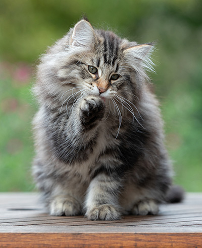 Anselm - 13 weeks old