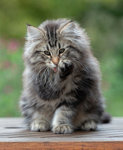 Anselm - 13 weeks old