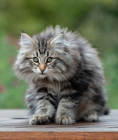 Anselm - 13 weeks old