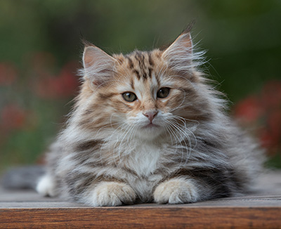 Apollonia - 13 weeks old