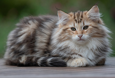 Apollonia - 13 weeks old