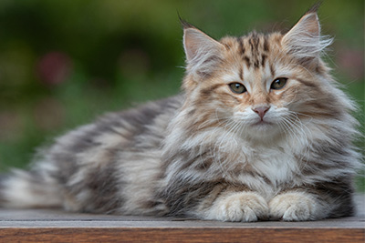 Apollonia - 13 weeks old