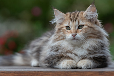 Apollonia - 13 weeks old