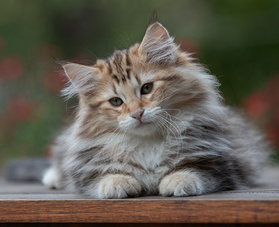 Apollonia - 13 weeks old