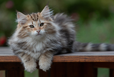 Apollonia - 13 weeks old