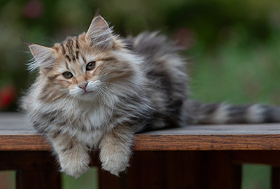 Apollonia - 13 weeks old