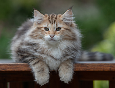 Apollonia - 13 weeks old