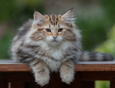 Apollonia - 13 weeks old