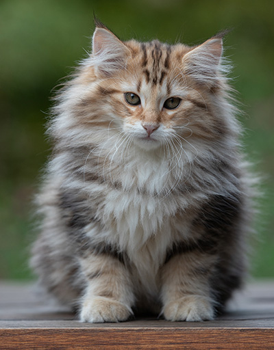 Apollonia - 13 weeks old