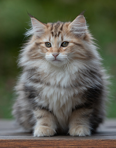 Apollonia - 13 weeks old