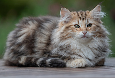 Apollonia - 13 weeks old