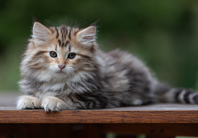 Apollonia - 9 semaines