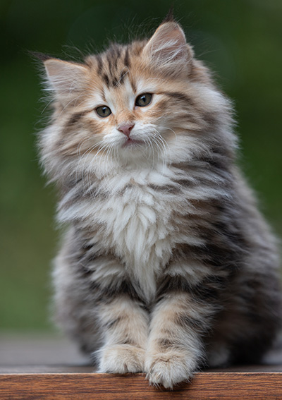 Apollonia - 9 semaines