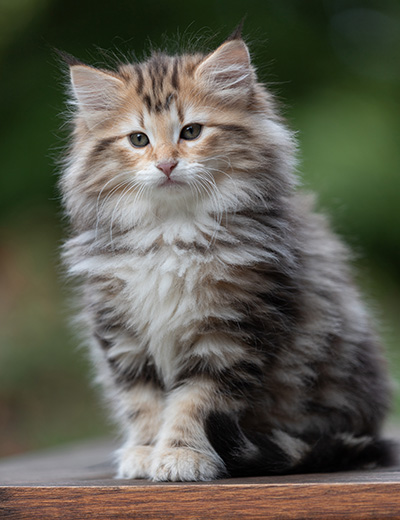 Apollonia - 9 semaines