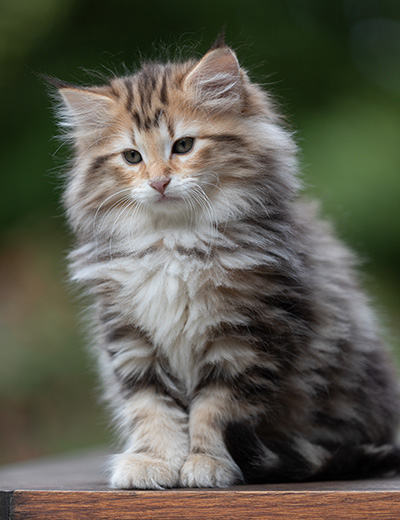 Apollonia - 9 semaines