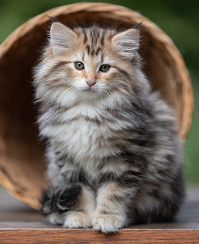 Apollonia - 9 semaines