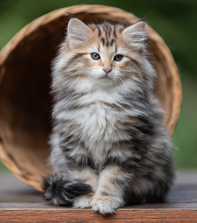 Apollonia - 9 semaines