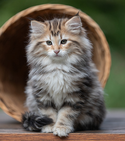 Apollonia - 9 semaines