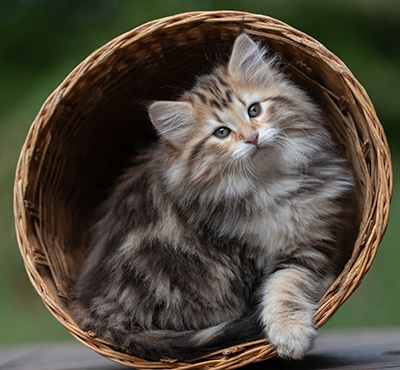 Apollonia - 9 semaines