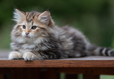 Apollonia - 9 semaines