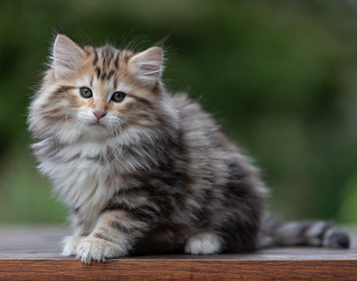 Apollonia - 9 semaines