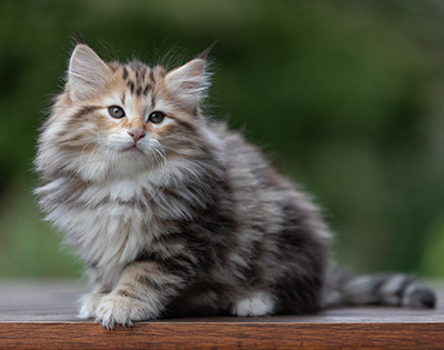 Apollonia - 9 semaines