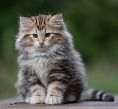 Apollonia - 9 semaines