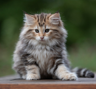 Apollonia - 9 semaines