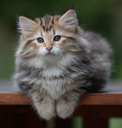 Apollonia - 9 semaines