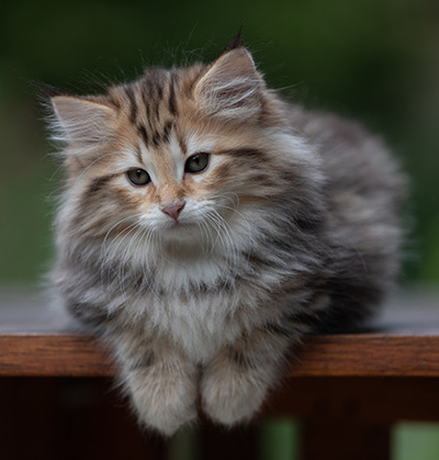 Apollonia - 9 semaines