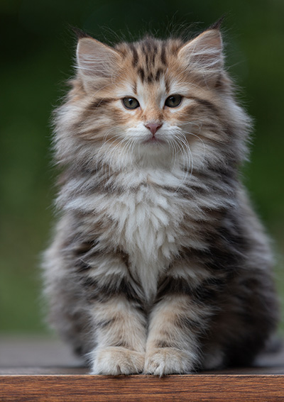 Apollonia - 9 semaines