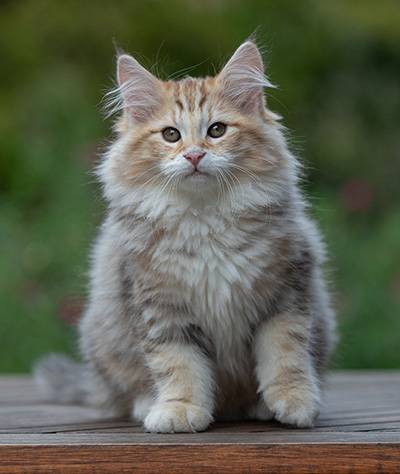 Archibald - 13 weeks old