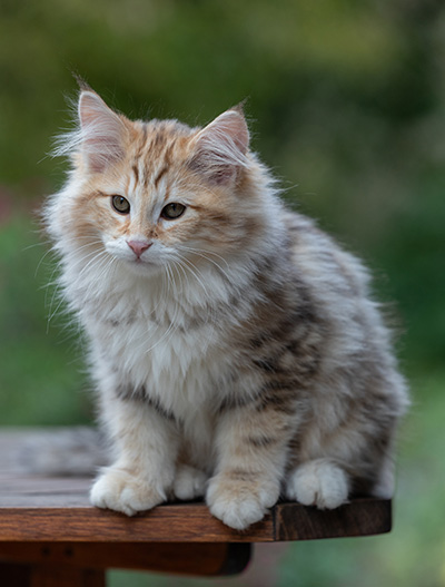 Archibald - 13 weeks old