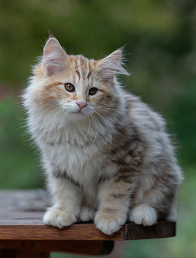 Archibald - 13 weeks old