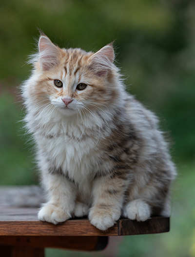 Archibald - 13 weeks old