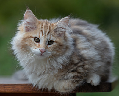 Archibald - 13 weeks old