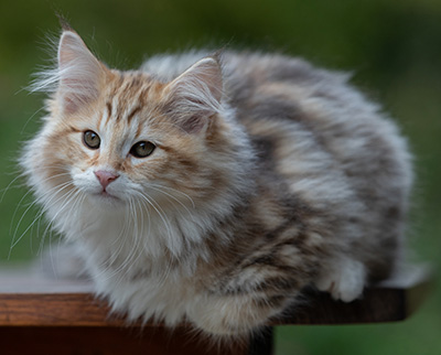 Archibald - 13 weeks old