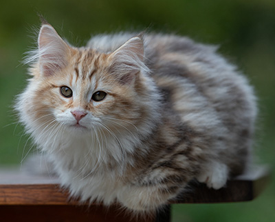 Archibald - 13 weeks old