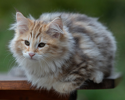 Archibald - 13 weeks old